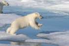 Norway, Svalbard. Polar bear cub jumping across water on pack ice. Art Print